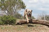 CANE CORSO 319